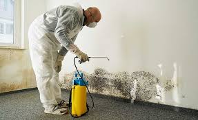 Best Black Mold Removal  in East Riverdale, MD